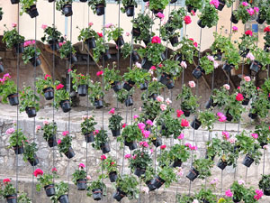 Temps de Flors 2016. Els ponts de l'Onyar