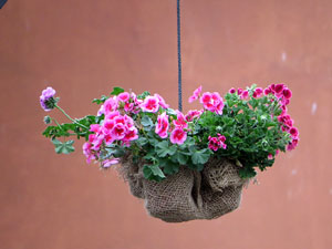 Temps de Flors 2016. Els ponts de l'Onyar