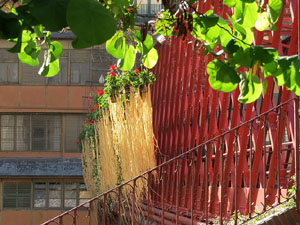 Temps de Flors 2016. Els ponts de l'Onyar