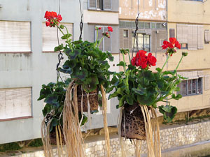 Temps de Flors 2016. Els ponts de l'Onyar