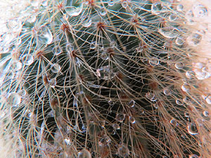 Temps de Flors 2016. Casa Sambola - Pla Dalmau, al carrer de la Força