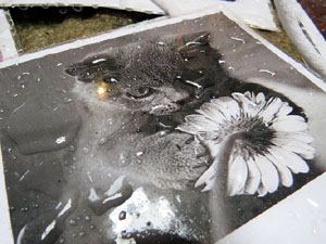 Temps de Flors 2016. Casa Sambola - Pla Dalmau, al carrer de la Força