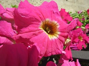 Temps de Flors 2016. Muntatges i instal&middot;lacions a la Capella de Sant Crist&ograve;fol