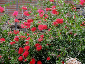 Temps de Flors 2016. Monestir de Sant Daniel