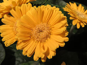 Temps de Flors 2016. Muntatges i instal&middot;lacions a l'esgl&eacute;sia de Sant Mart&iacute; - Seminari