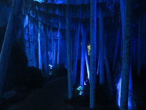 Temps de Flors 2016. Instal&middot;laci&oacute; M&oacute;n on&iacute;ric als soterranis de la Catedral
