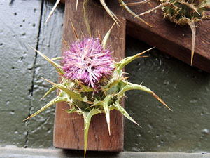 Temps de Flors 2016. Parr&ograve;quia Ortodoxa de la Mare de D&eacute;u de la Tendresa