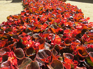 Temps de Flors 2016. Sant Dom&egrave;nec i Universitat de Girona