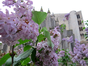 Temps de Flors 2016. Diversos espais al voltant de la Catedral: pati del Museu d'Art, la Font de la Pera, els Jardins de la Francesa, el carrer de Ferran el cat&ograve;lic
