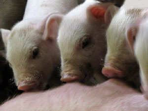 Porcs de la Granja Can Mercader