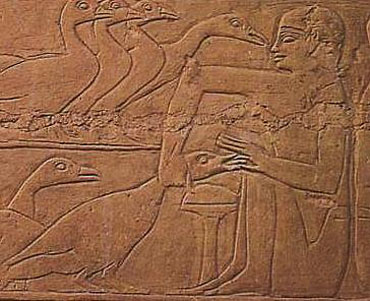 Necròpolis de Saqqarah. Esclau alimentant oques amb figues any 2500 aC