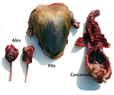 Parts d'un colomí