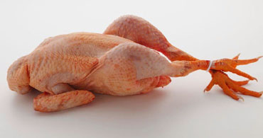 Pollastre plomat