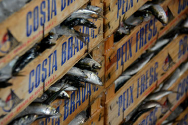 Sardines de la Costa Brava
