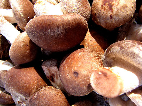 Ecocab&agrave;s, mercat ecol&ograve;gic i artesanal