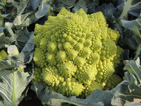 Ecocab&agrave;s, mercat ecol&ograve;gic i artesanal