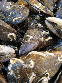 F&ograve;rum Gastron&ograve;mic 2013