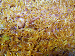 8a Jornada de Cuina al Carrer Cort Reial i 