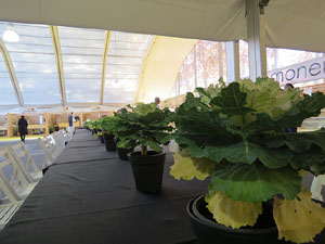 Fòrum Gastronòmic 2015 a Fira de Girona i a l'Auditori Palau de Congressos