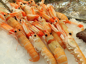 F&ograve;rum Gastron&ograve;mic 2015 a Fira de Girona i a l'Auditori Palau de Congressos