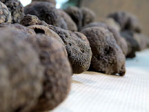 IX Jornades gastron&ograve;miques de la t&ograve;fona 2015