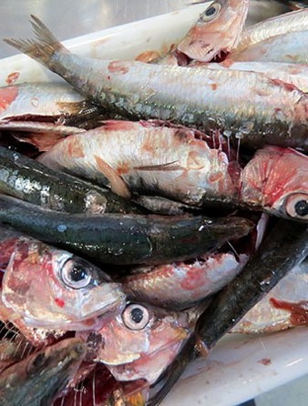 Productes utilitzats al taller de cuina