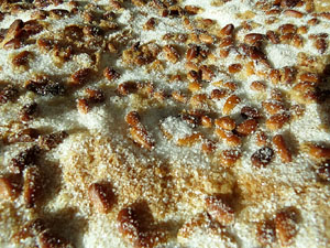 FIPORC 2015. Fira del porc de Riudellots de la Selva. Presentaci&oacute; al Vol de Girona