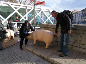 FIPORC 2015. Fira del porc de Riudellots de la Selva. Presentaci&oacute; al Vol de Girona
