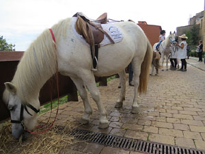 12a. Fira del Bolet i Cuina del Bolet a Llagostera
