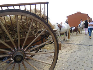 12a. Fira del Bolet i Cuina del Bolet a Llagostera