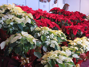 Firanadal 2012 a la pla&ccedil;a de la Independ&egrave;ncia