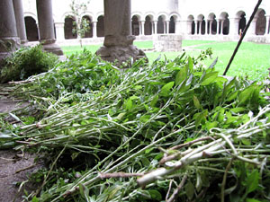 Festa de la Mare de D&eacute;u de Gr&agrave;cia i de Bell-ull als claustres de la Catedral de Girona