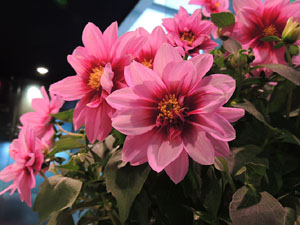 Nit de Flors i Sabors al Mercat del Lle&oacute;