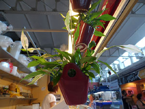 Nit de Flors i Sabors al Mercat del Lle&oacute;