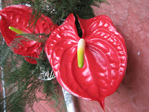 Nit de Flors i Sabors al Mercat del Lle&oacute;