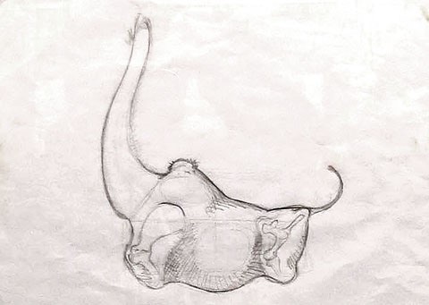 Esbossos Beatusaure. Inspirats en el Beatus de Girona. 2002-2004