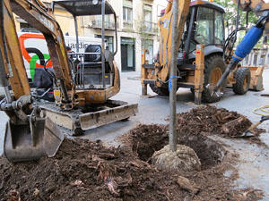 Renovació de til·lers a la Rambla de la Llibertat. Plantat de nous exemplars