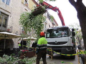 Renovació de til·lers a la Rambla de la Llibertat. La tala dels arbres malalts