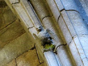 Visita guiada 'Aus centenàries' a la Catedral de Girona