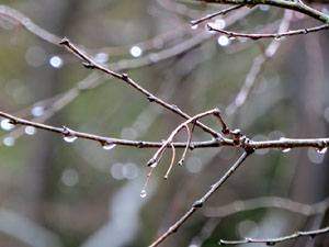 La crescuda del Galligants el dijous 23 de gener 2020 a conseq&uuml;&egrave;ncia del temporal Gloria
