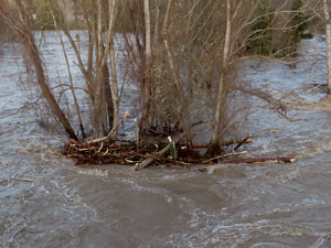 La crescuda del Ter el dijous 23 de gener 2020 a conseq&uuml;&egrave;ncia del temporal Gloria