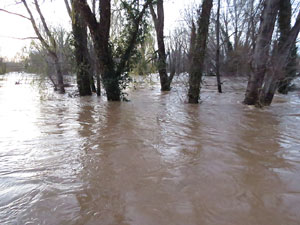 La crescuda del Ter el dijous 23 de gener 2020 a conseq&uuml;&egrave;ncia del temporal Gloria