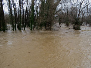 La crescuda del Ter el dijous 23 de gener 2020 a conseq&uuml;&egrave;ncia del temporal Gloria