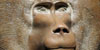Exposició Faraó. Rei d'Egipte