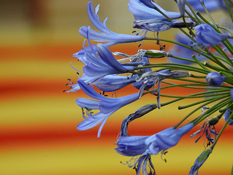 Llibrestiu 2021. Festa del llibre d'estiu