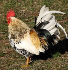 Fira de la Botifarra Dolça 2014 a Salitja. Exhibició d'animals vius