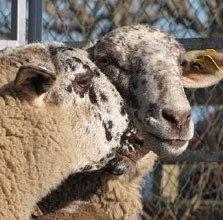 Fira de la Botifarra Dolça 2014 a Salitja